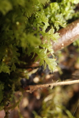 Plagiomnium venustum