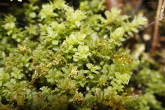 Plagiomnium venustum