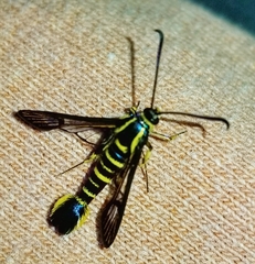 Synanthedon arkansasensis