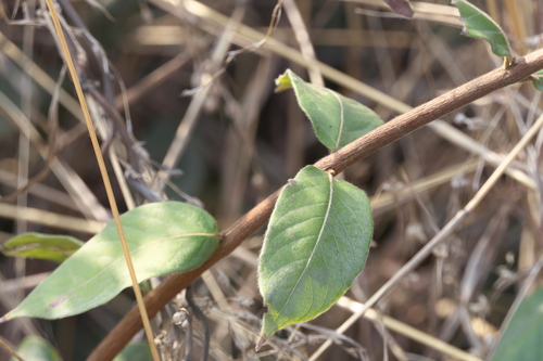 Getonia floribunda (Getonia floribunda)