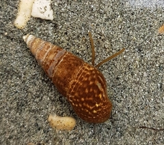 Batillaria attramentaria