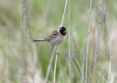 Emberiza yessoensis