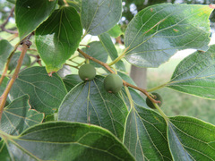 Celtis sinensis