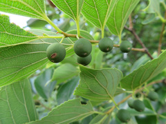 Celtis sinensis