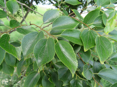 Celtis sinensis