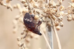 Oxyops fasciatus