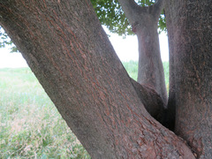 Celtis sinensis