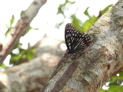 Hestina assimilis formosana