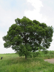 Celtis sinensis