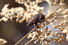 Oxyops fasciatus