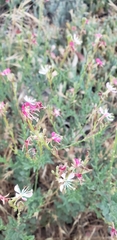 Oenothera suffrutescens