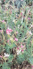 Oenothera suffrutescens