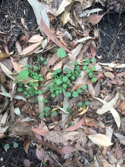 Hardenbergia violacea