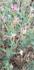 Oenothera suffrutescens