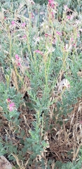 Oenothera suffrutescens