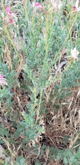 Oenothera suffrutescens