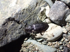 Diplous aterrimus