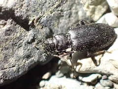 Diplous aterrimus