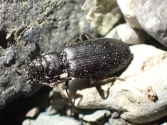 Diplous aterrimus