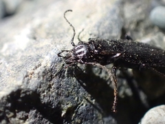 Diplous aterrimus