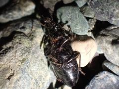 Diplous aterrimus