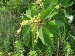 Mallotus japonicus