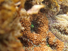 Ricordea florida