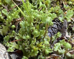 Marchantia polymorpha montivagans