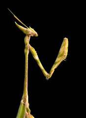 Empusa