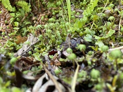 Marchantia polymorpha montivagans