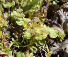 Marchantia polymorpha montivagans