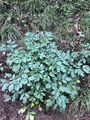 Arracacia rigida