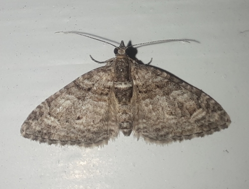 Photo of Apple Looper (Phrissogonus laticostata)