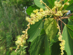 Mallotus japonicus
