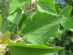 Mallotus japonicus