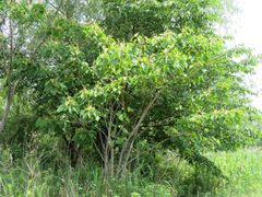 Mallotus japonicus