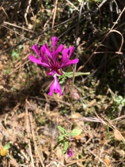 Clarkia concinna concinna