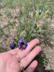Clematis hirsutissima
