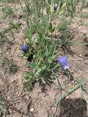 Clematis hirsutissima