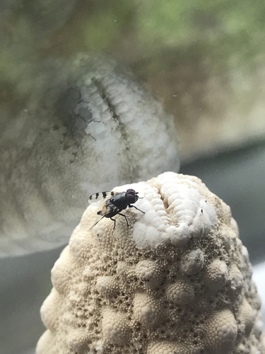 Euxesta quaternaria