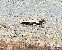 Monopis dorsistrigella