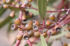 Eucalyptus gracilis