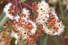 Eucalyptus gracilis
