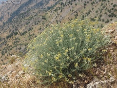 Achillea falcata