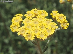 Achillea falcata
