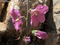 Alcea dissecta
