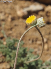 Anthemis pauciloba