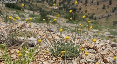 Anthemis pauciloba
