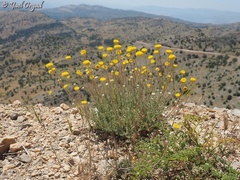 Anthemis pauciloba