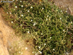 Arenaria deflexa
